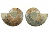 Cut & Polished, Agatized Ammonite Fossil - Madagascar #270280-1
